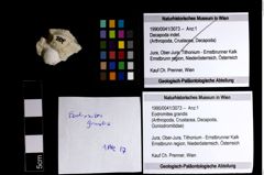 Foto (Objekt + Etiketten) von Eodromites grandis 